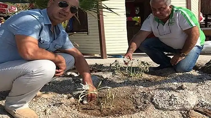 ÖLÜDENİZ'DE KUM ZAMBAKLARI KORUMA ALTINDA