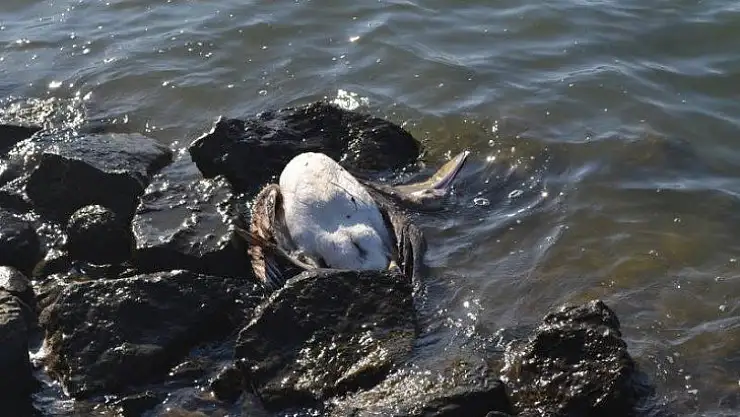 Ölüm nedeni merak konusu oldu
