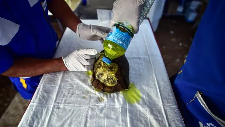 Orman yangınlarında zarar gören hayvanların yaraları sarılıyor