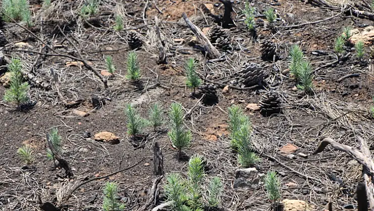 Ormanlık alanlar yeniden yeşeriyor