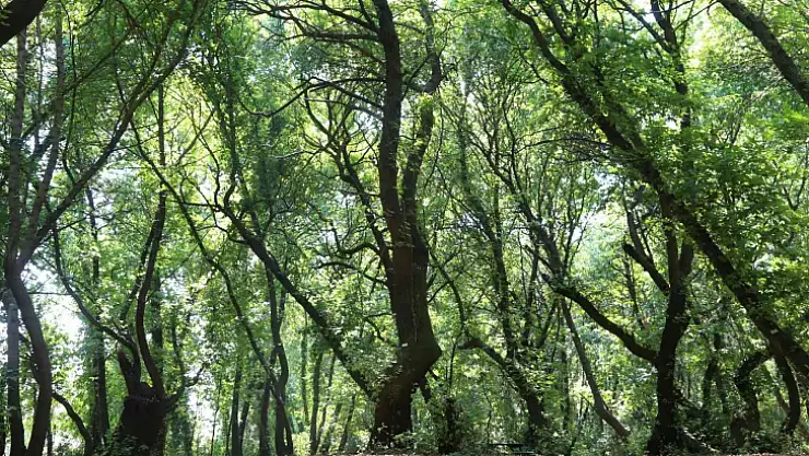 Ortaca Belediyesi sığla ağaçlarını koruma altına alıyor