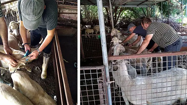 Ortaca'da hayvan sağlığı için çalışmalar devam ediyor