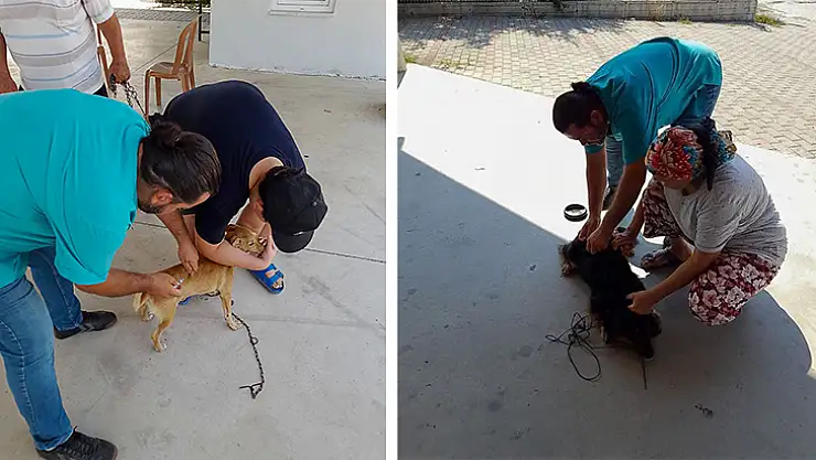Ortaca'da Kedi Ve Köpeklere Kuduz Aşısı Yapıldı