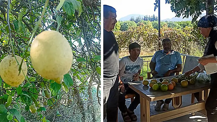 Ortaca'da limon ve greyfurt bahçelerinde incelemelerde bulunuldu
