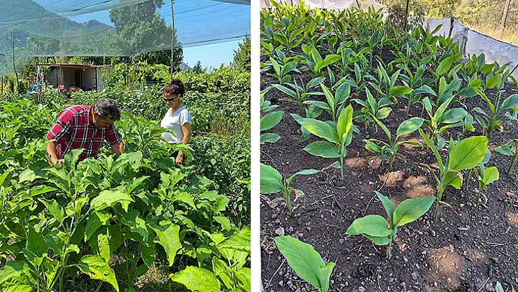 Ortaca, Zencefil Ve Zerdeçal Üretim Merkezi Olma Yolunda İlerliyor