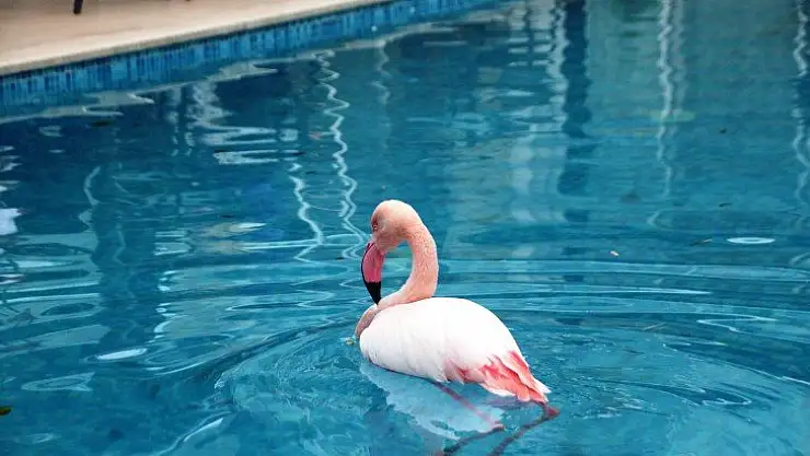 Otelin havuzuna düşen yaralı flamingoyu görenler şoke oldu