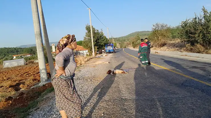 Otomobil sürüye daldı, 4 keçi telef oldu