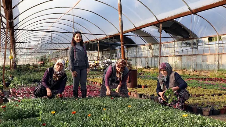 Piyasa değeri 50 milyon TL olan çiçek üretildi