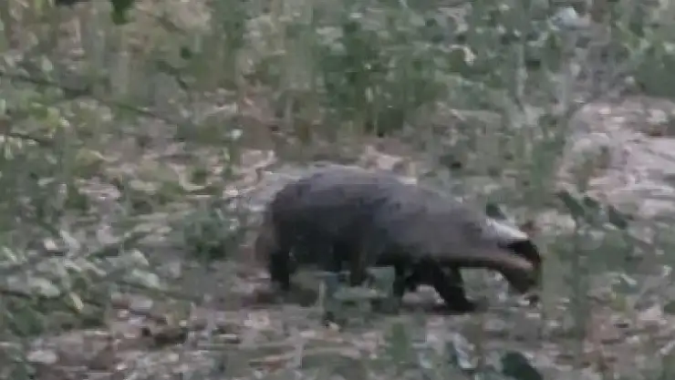 porsuk, dağlık alanda görüntülendi
