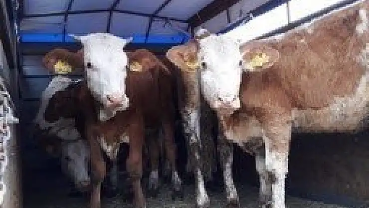 PROJELERLE GENÇ ÇİFTÇİNİN YÜZÜ GÜLDÜ