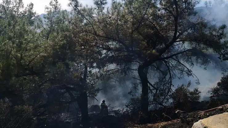 RÜZGARDA DEVRİLEN AĞAÇ YANGINA SEBEP OLDU