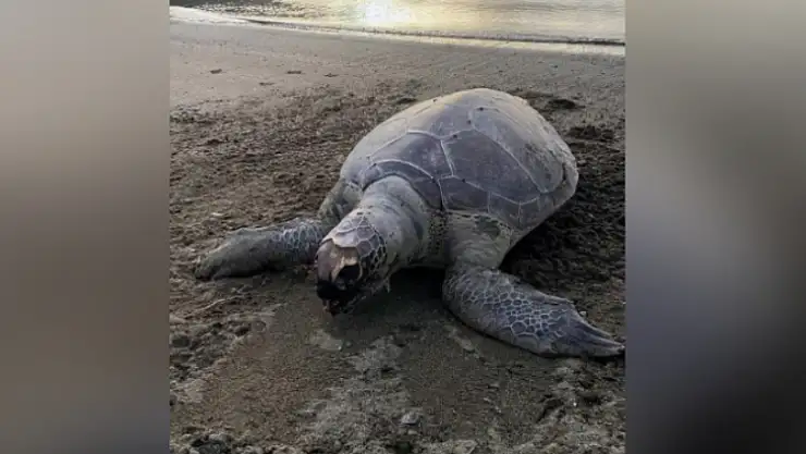 Sahile ölü Caretta Caretta vurdu