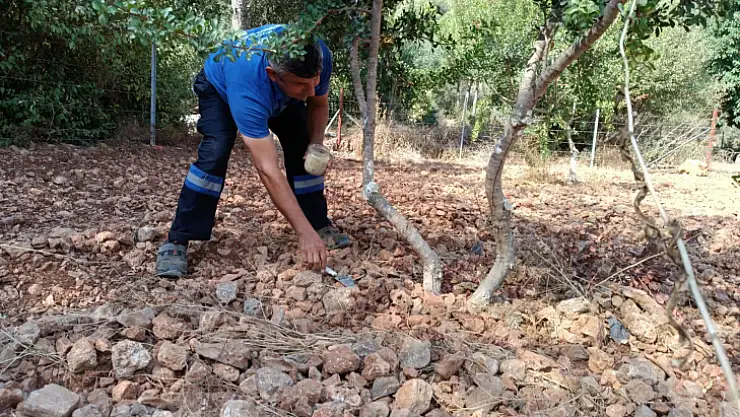 Sakız deneme bahçesi'nde ilk ürünler alındı