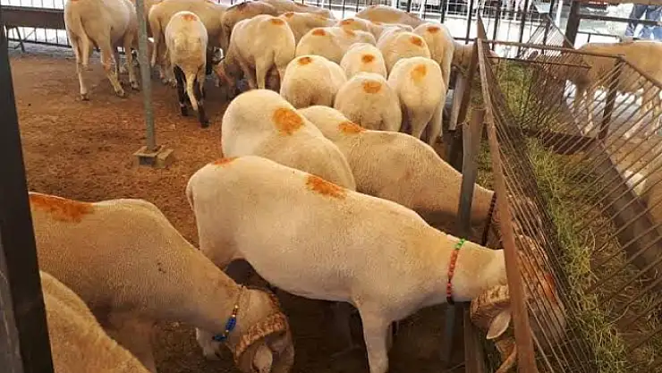 Satılamayan Kurbanlıkları Et ve Süt Kurumu Alacak
