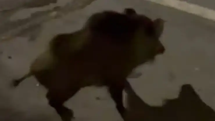 Şehre inen domuzun görüntüleri kameraya yansıdı
