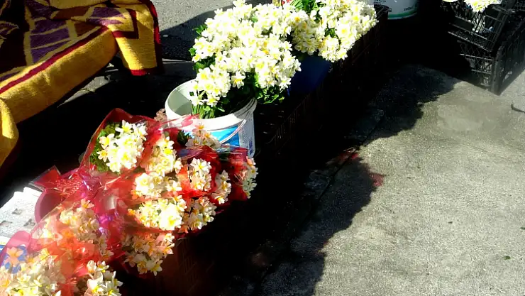 Sevgililere hediye 'organik çiçek'