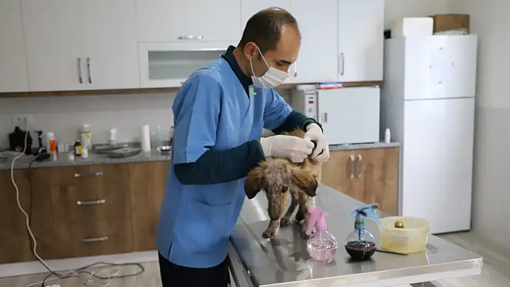 Seydikemer Belediyesi hasta köpeğe sahip çıktı