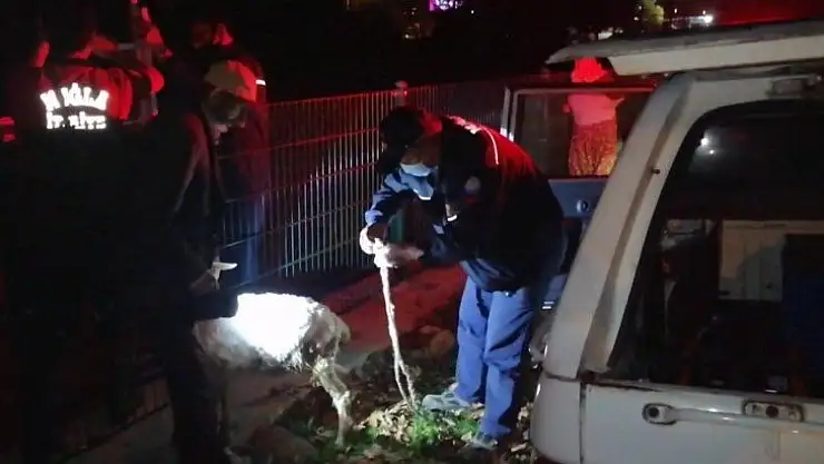 Seydikemer'de kanala düşen keçiyi itfaiye kurtardı