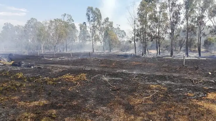 Seydikemer'de okaliptüs ağaçları yandı
