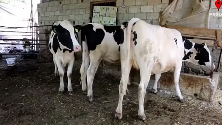 Seydikemer'de Uzman Eller Projesi Sayesinde Kendi İşini Kurdu