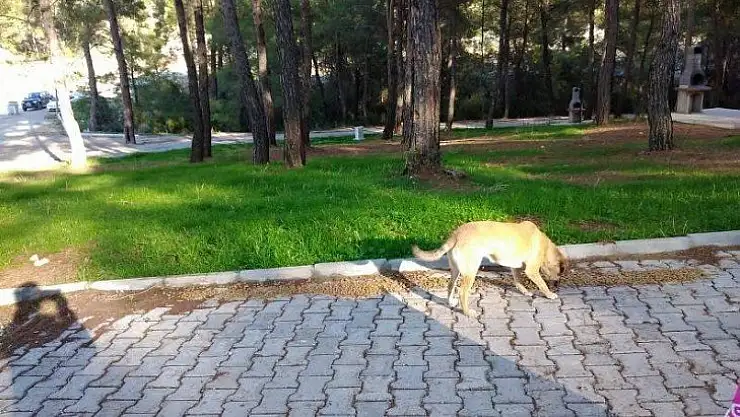 Seydikemer sokakları sessizliğe büründü