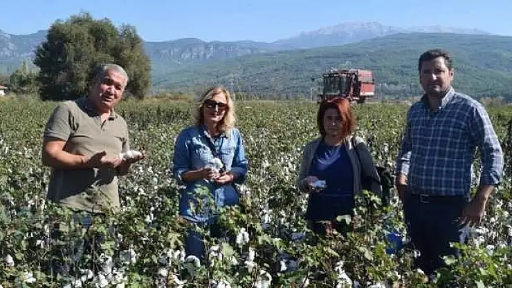 Seydikemer'de Pamuk Alanlarının Kontrolleri Yapıldı...