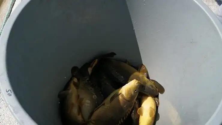 Seydikemer'de Sazan balığı hasadı başladı