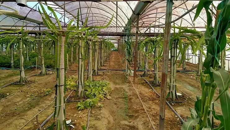 SEYDİKEMERLİ ÜRETİCİLER, EJDER MEYVESİNE YÖNELİYOR