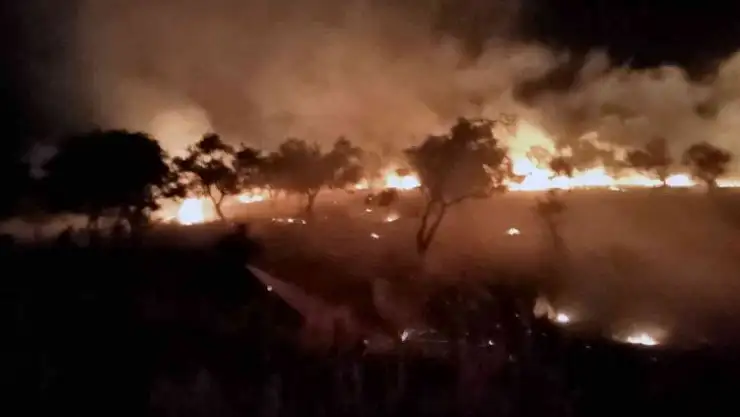 Sigara izmariti zeytinlik alanını yaktı