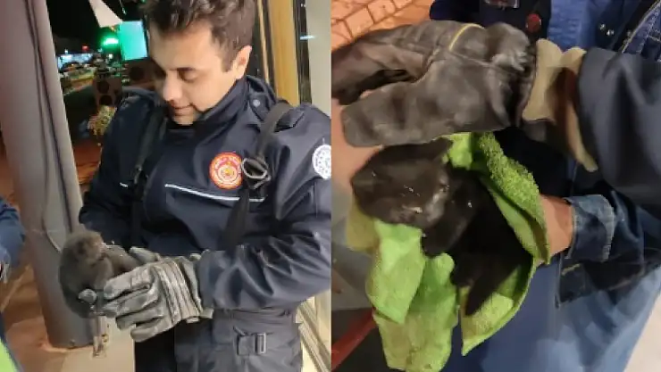 SIKIŞAN YAVRU KEDİ KURTARILDI