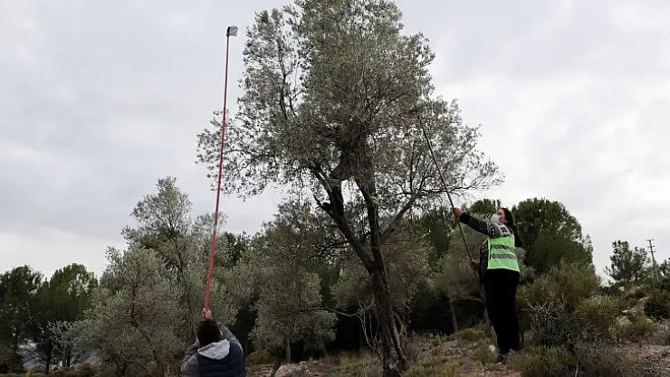 Soğuk sıkım zeytinyağı aşevinde değerlendirilecek 