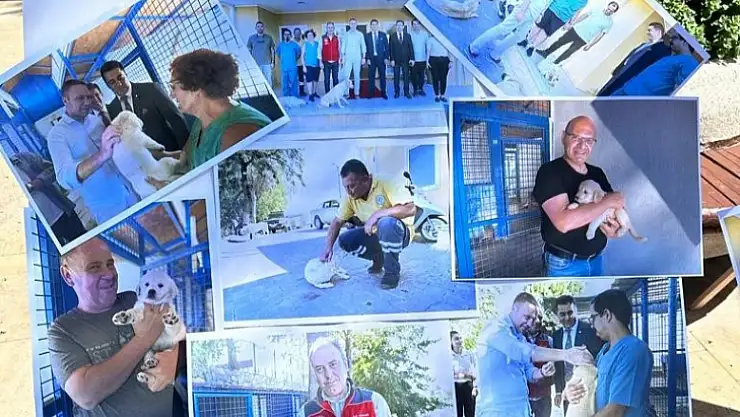 Sokak Hayvanları İçin Bir Araya Geldiler