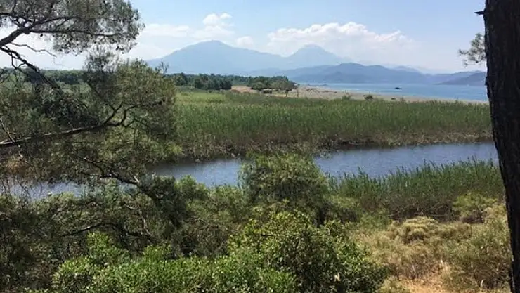 Su samurları yaşatılacak