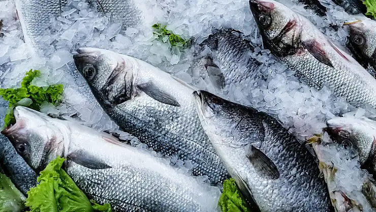 Su Ürünleri İhracatı 2023 Yılında 1,7 Milyar Dolara Ulaştı