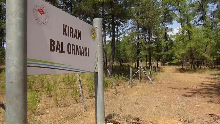 TAB Başkanı Şahin 'Bal ormanı alanları genişletilmeli'