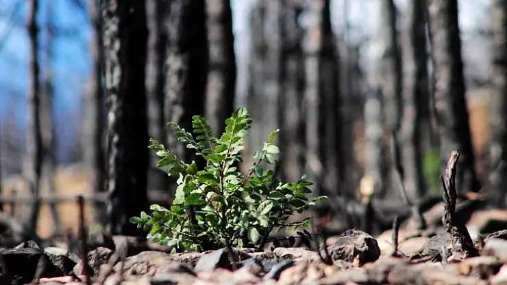 Tabiat ana küllerinden yeşeriyor