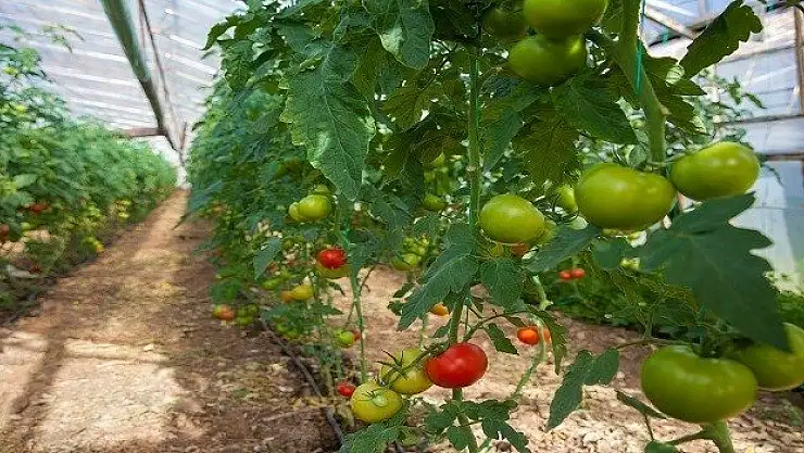 Tarım Ürünlerimiz Markalaşıyor