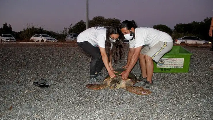 Tedavisi tamamlanan caretta caretta denize bırakıldı