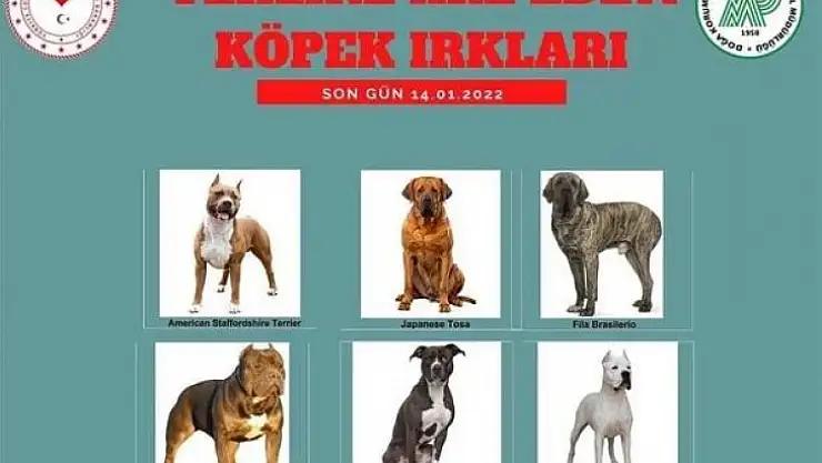 Tehlikeli köpeği olanlar dikkat!!!