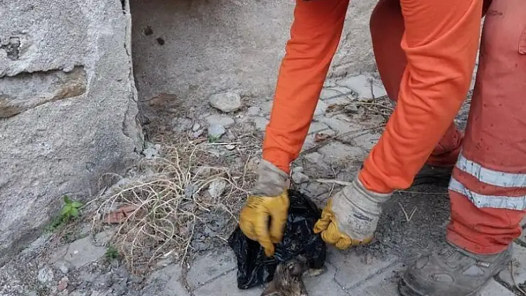 Temizlik işçilerinin dikkati canlı olarak çöpe atılan kedi yavrusunu kurtardı