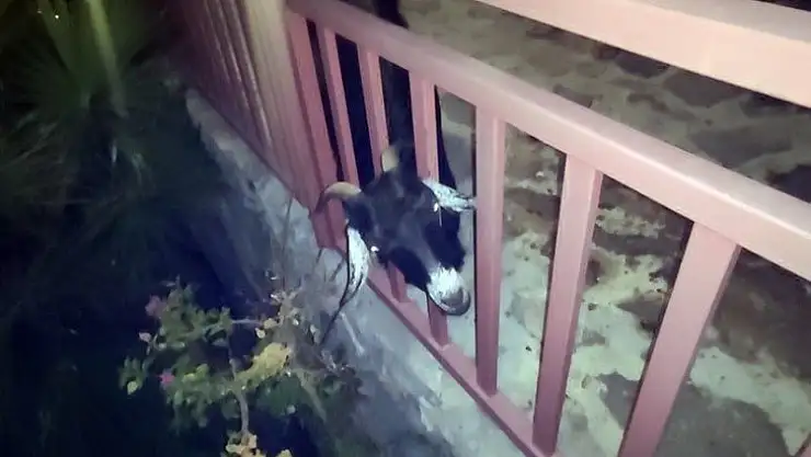 Terastaki korkuluklara başını sıkıştıran keçi itfaiyenin uzun uğraşları sonucu kurtarıldı