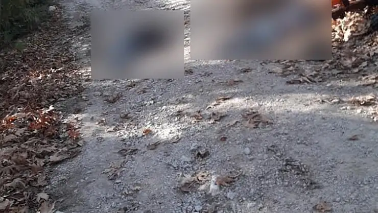 Traktör canlarını aldı