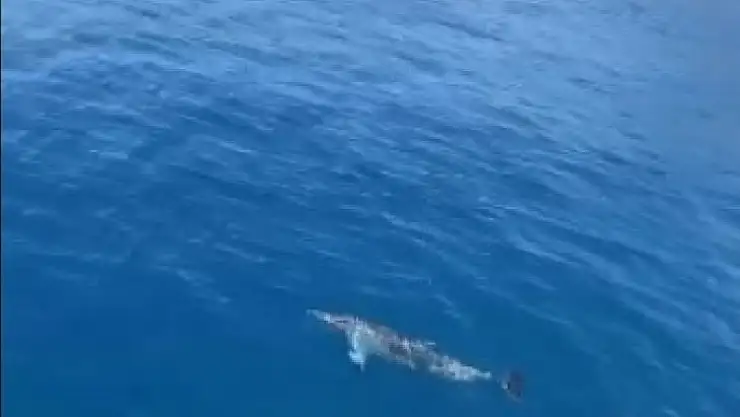 Tur teknesine eşlik eden yunus böyle görüntülendi