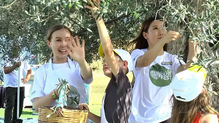 TURİSTLER TATİLİ BIRAKIP ZEYTİN TOPLADI