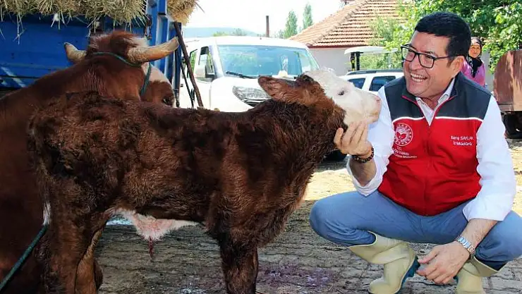 Türkiye'ye örnek proje 'Buzağım Doğdu' ihbar hattı
