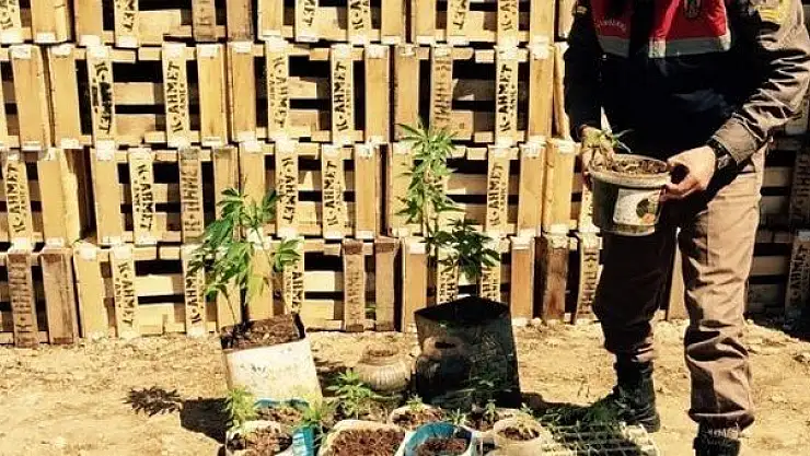 Tutuklu Şahıs Çatıda Kenevir Yetiştirdi