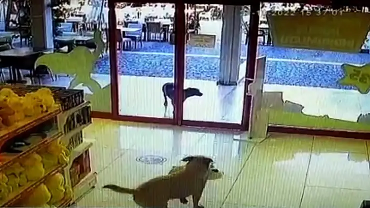 ÜÇ KÖPEĞİN MAĞAZADAN OYUNCAK KÖPEK ÇALMASI GÖRENLERİ GÜLÜMSETTİ