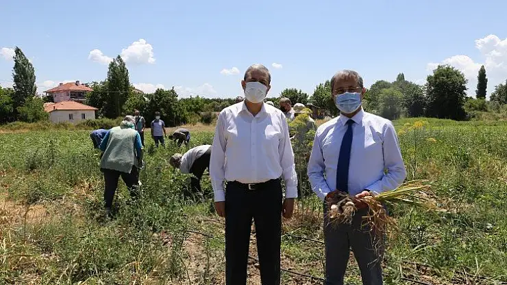 Ula sarımsağında 1500 kg hasat elde edildi