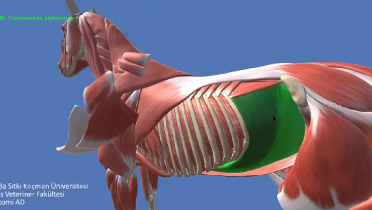 Ülkemizdeki Veteriner Hekim Adaylarına Önemli Kaynak