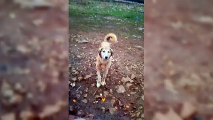 Vicdansızlığın bu kadarına pes artık!